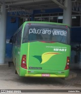 Pássaro Verde 15141 na cidade de Santa Bárbara, Minas Gerais, Brasil, por Antonio Silva. Número da foto: #11812009.