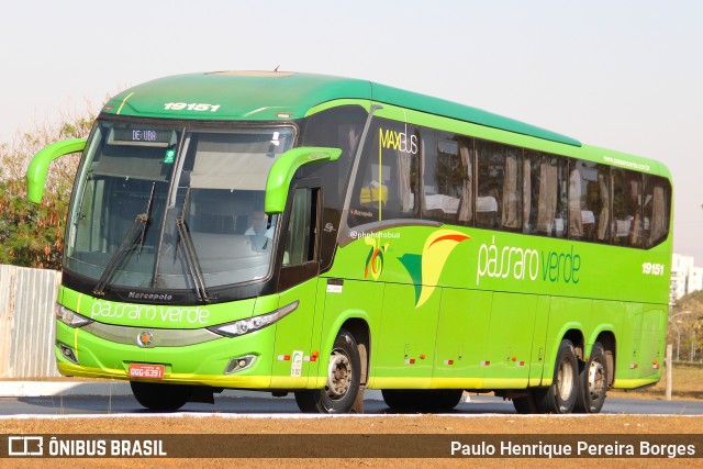 Pássaro Verde 19151 na cidade de Brasília, Distrito Federal, Brasil, por Paulo Henrique Pereira Borges. Número da foto: #12457957.