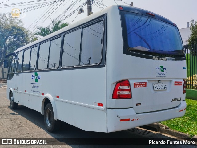 Embrapa 3928 na cidade de Curitiba, Paraná, Brasil, por Ricardo Fontes Moro. Número da foto: #12462749.