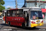 Lince 62 na cidade de Ñemby, Central, Paraguai, por José Paredes. Número da foto: #12587281.