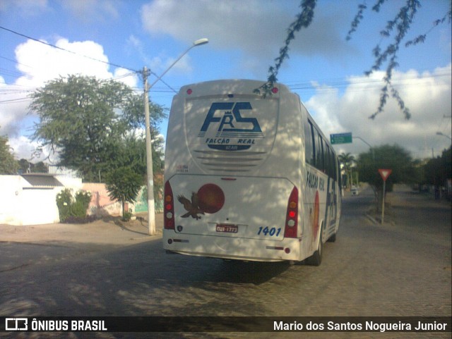 Falcão Real 1401 na cidade de Piritiba, Bahia, Brasil, por Mario dos Santos Nogueira Junior. Número da foto: #11866685.