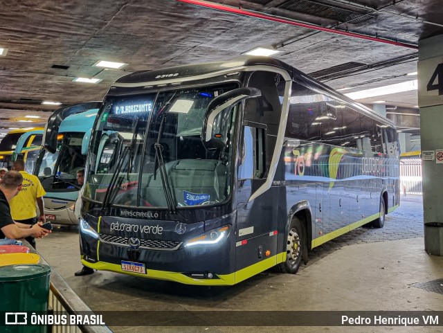 Pássaro Verde 23182 na cidade de Belo Horizonte, Minas Gerais, Brasil, por Pedro Henrique VM. ID da foto: 11865632.