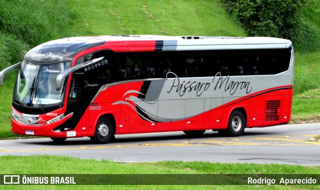 Empresa de Ônibus Pássaro Marron 5503 na cidade de Aparecida, São Paulo, Brasil, por Rodrigo  Aparecido. Número da foto: #11935161.