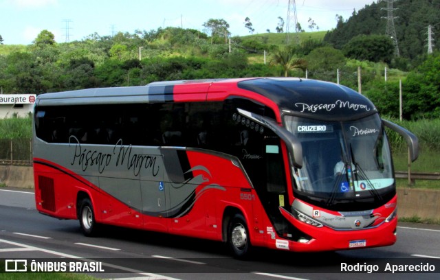 Empresa de Ônibus Pássaro Marron 5501 na cidade de Aparecida, São Paulo, Brasil, por Rodrigo  Aparecido. ID da foto: 11964625.