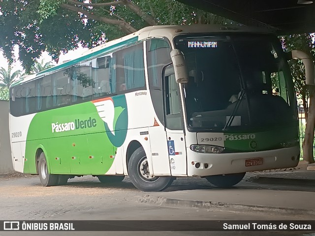 Pássaro Verde 29020 na cidade de Ponte Nova, Minas Gerais, Brasil, por Samuel Tomás de Souza. ID da foto: 11966487.