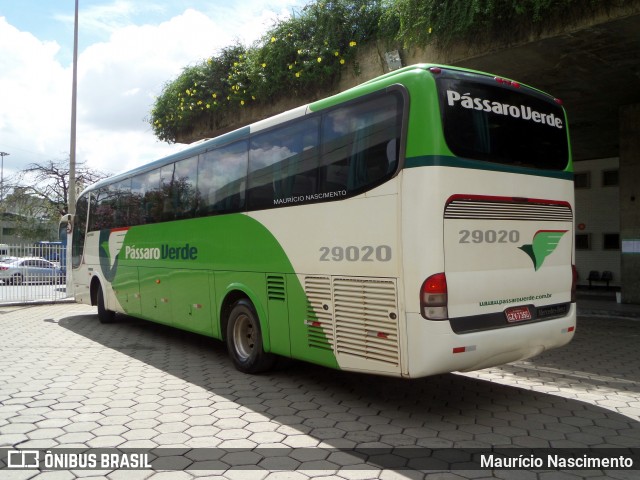 Pássaro Verde 29020 na cidade de Belo Horizonte, Minas Gerais, Brasil, por Maurício Nascimento. Número da foto: #12205419.