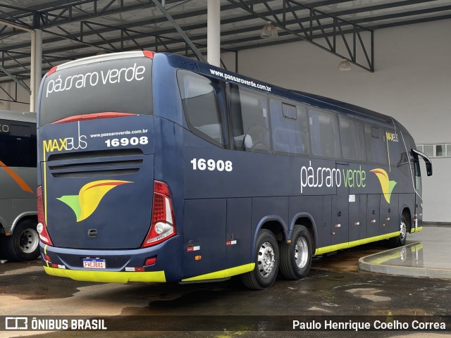 Pássaro Verde 16908 na cidade de Capelinha, Minas Gerais, Brasil, por Paulo Henrique Coelho Correa. Número da foto: #12288045.
