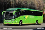 Pássaro Verde 19156 na cidade de Belo Horizonte, Minas Gerais, Brasil, por Matheus Souza. Número da foto: #12428460.