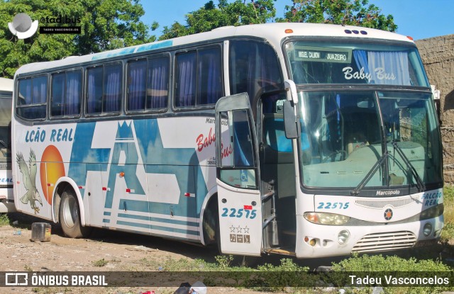 Falcão Real 22575 na cidade de Juazeiro, Bahia, Brasil, por Tadeu Vasconcelos. Número da foto: #12432925.